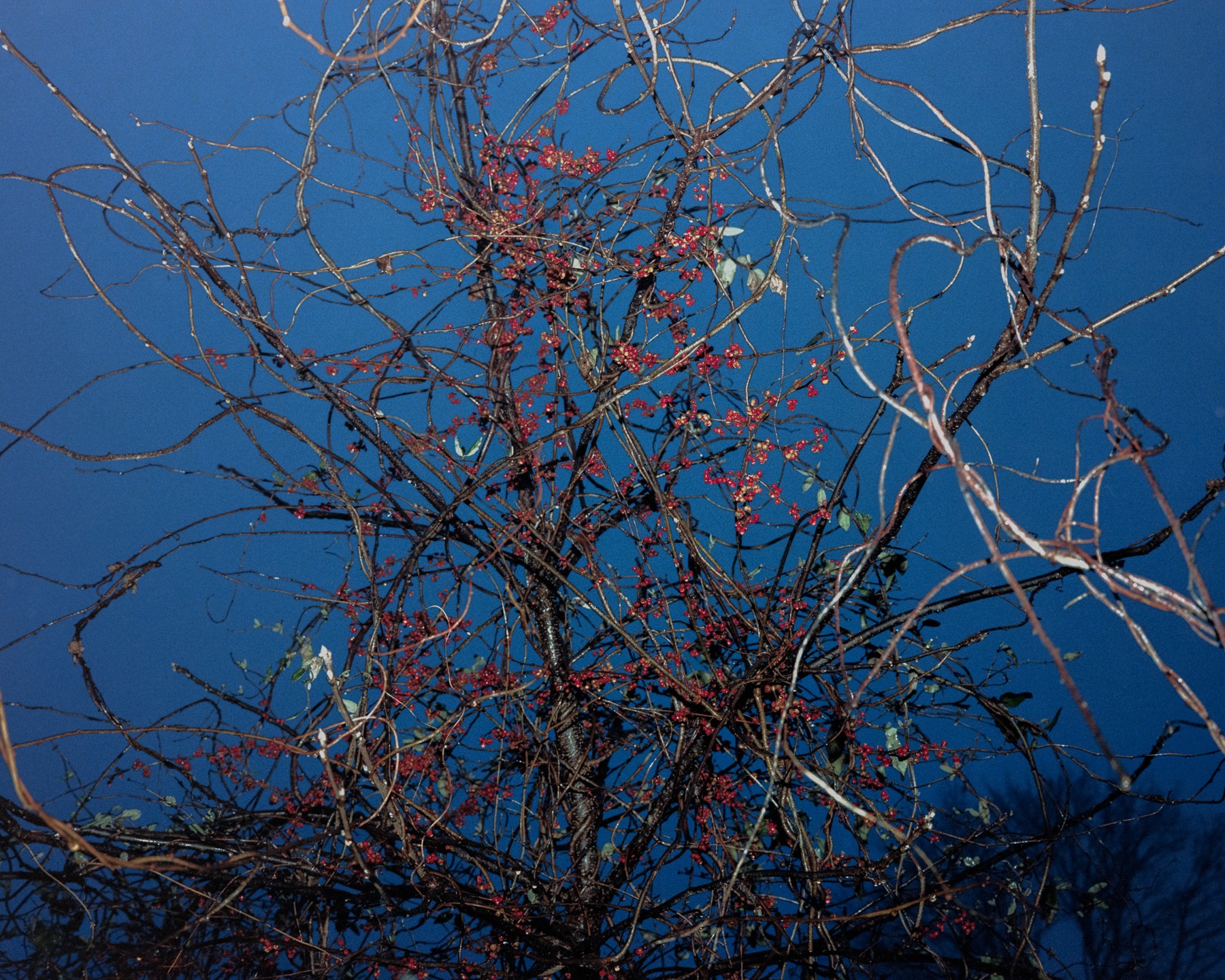 Branches and red berries against blue water
